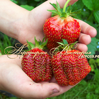 Земклуника КУПЕЦ (КРУПНОМЕР! ОГРОМНЫЙ КУСТ, УРОЖАЙ В ГОД ПОСАДКИ) Земклуника КУПЕЦ (КРУПНОМЕР! ОГРОМНЫЙ КУСТ, УРОЖАЙ В ГОД ПОСАДКИ)